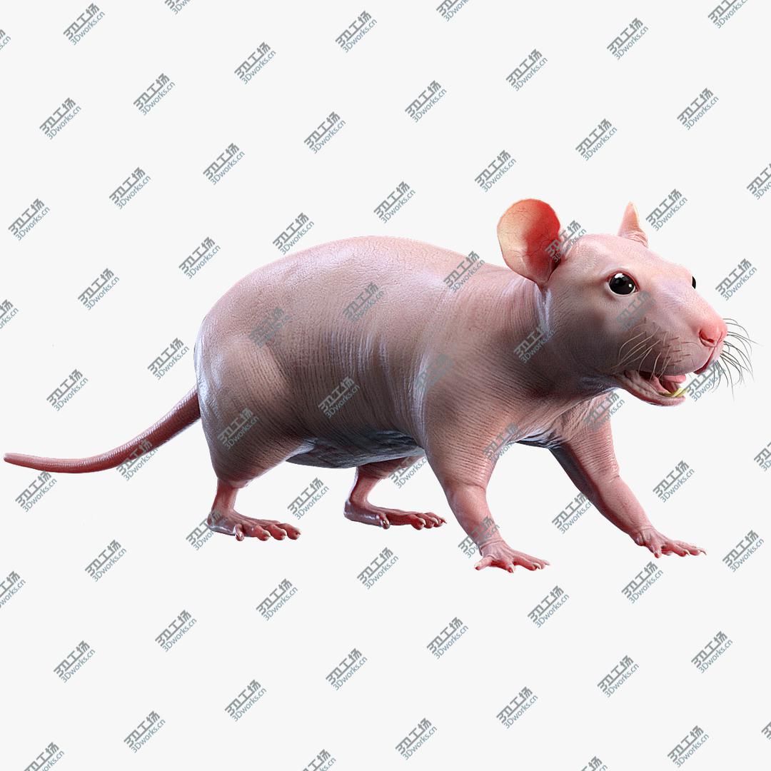 images/goods_img/2021040163/Rat Hairless 3D/1.jpg